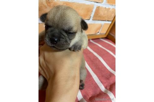 成約済の福岡県のミックス犬-146651の5枚目
