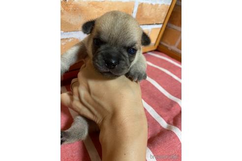 成約済の福岡県のミックス犬-146651の3枚目