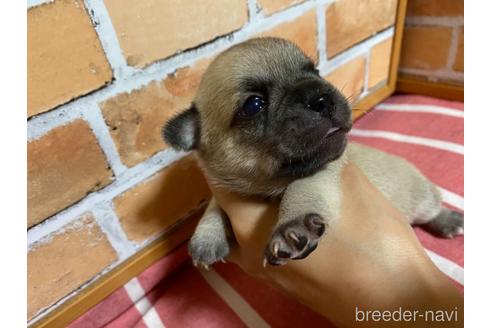 成約済の福岡県のミックス犬-146651の6枚目