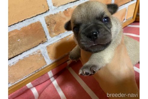 成約済の福岡県のミックス犬-146651