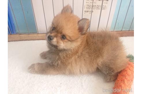 成約済の栃木県のポメラニアン-146654の3枚目