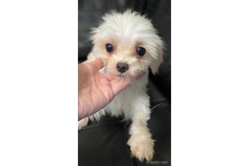 シルクちゃん1枚目