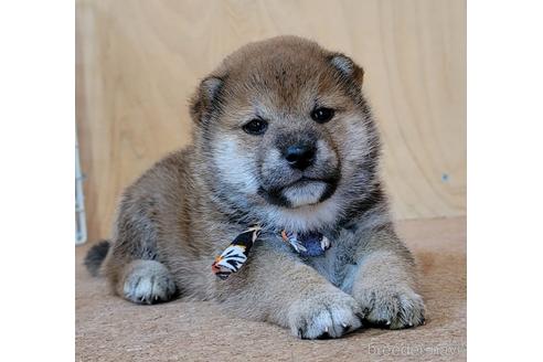 成約済の埼玉県の柴犬-146659の6枚目