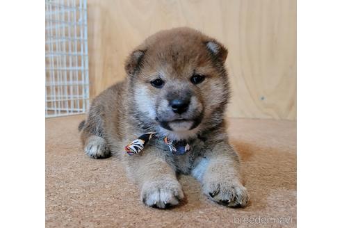 成約済の埼玉県の柴犬-146659の1枚目