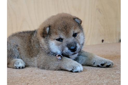 成約済の埼玉県の柴犬-146659の2枚目