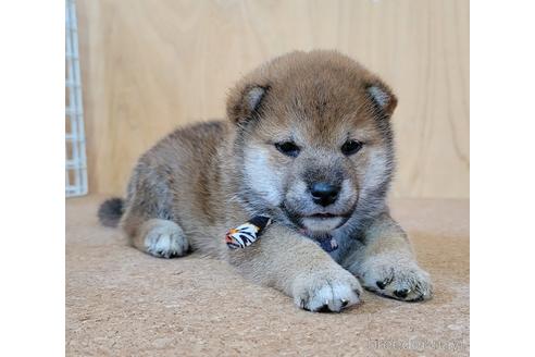 成約済の埼玉県の柴犬-146659の3枚目