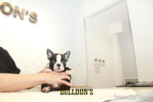 成約済の東京都のボストンテリア-146661の1枚目