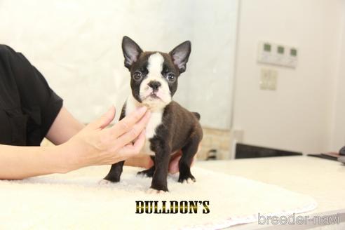 成約済の東京都のボストンテリア-146661の7枚目