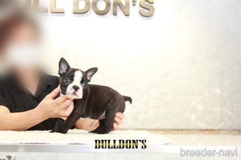 成約済の東京都のボストンテリア-146661の3枚目