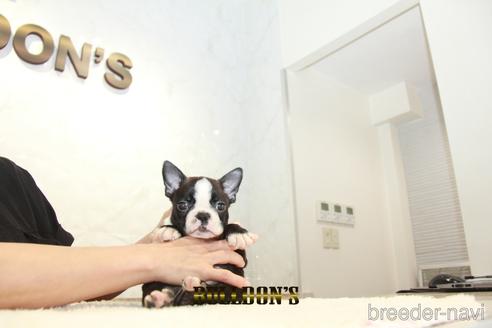 成約済の東京都のボストンテリア-146661の2枚目