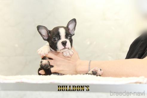 成約済の東京都のボストンテリア-146662