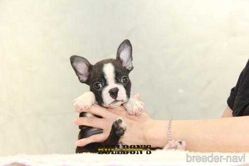 成約済の東京都のボストンテリア-146662の6枚目