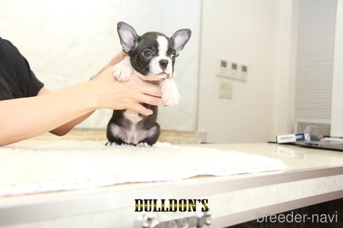 成約済の東京都のボストンテリア-146662の5枚目