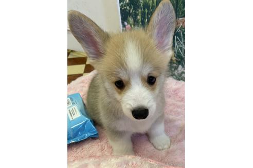 成約済の愛知県のウェルシュコーギーペンブローク-146664の5枚目