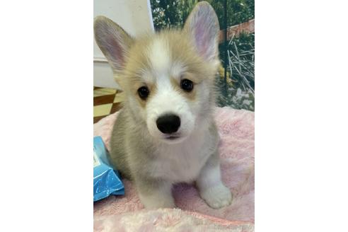 成約済の愛知県のウェルシュコーギーペンブローク-146664
