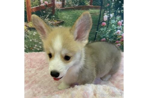 成約済の愛知県のウェルシュコーギーペンブローク-146664の3枚目