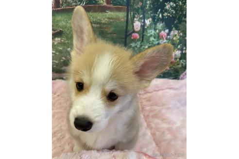 成約済の愛知県のウェルシュコーギーペンブローク-146664の2枚目