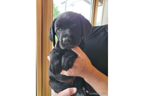 成約済の茨城県のラブラドールレトリーバー-146703の1枚目
