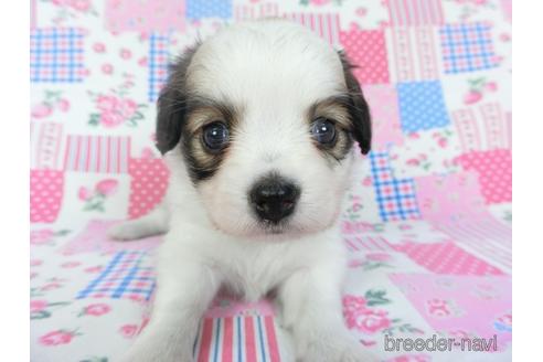 成約済の千葉県のパピヨン-146711