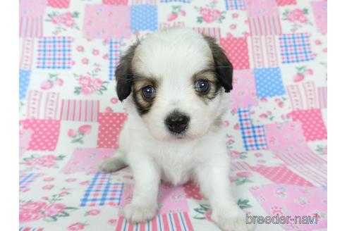 成約済の千葉県のパピヨン-146711の4枚目