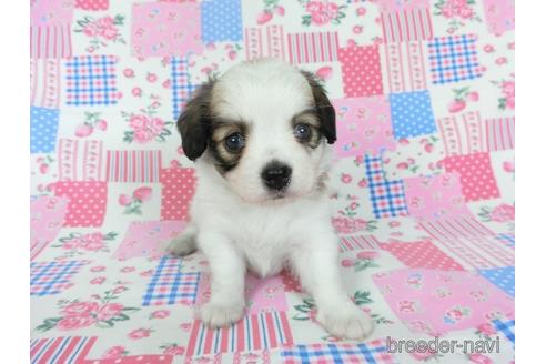 成約済の千葉県のパピヨン-146711の3枚目