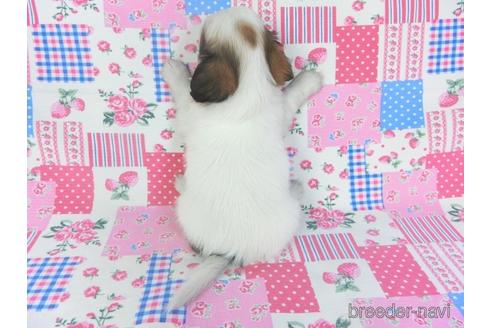 成約済の千葉県のパピヨン-146711の2枚目