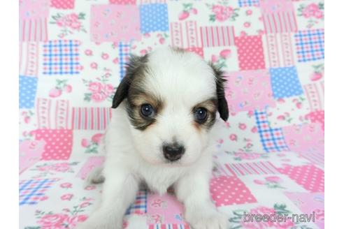 成約済の千葉県のパピヨン-146718の4枚目