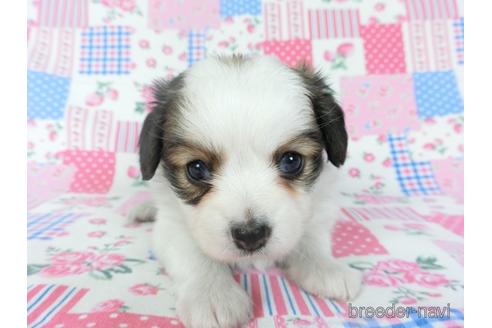 成約済の千葉県のパピヨン-146718