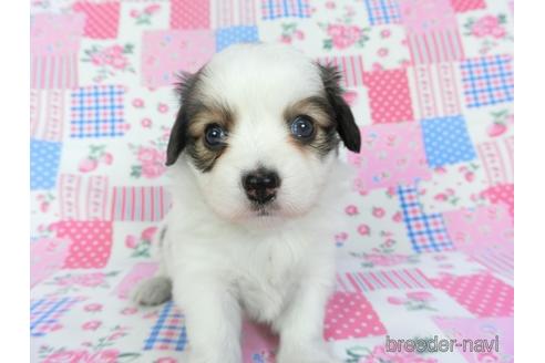 成約済の千葉県のパピヨン-146718の3枚目