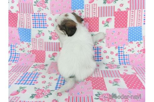 成約済の千葉県のパピヨン-146718の2枚目