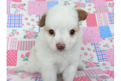 成約済の千葉県のパピヨン-146729