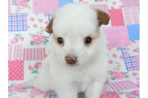 成約済の千葉県のパピヨン-146729の4枚目