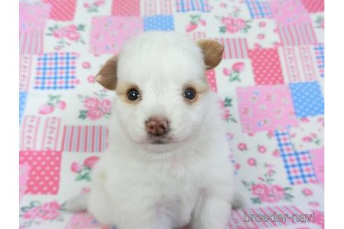 成約済の千葉県のパピヨン-146729の3枚目