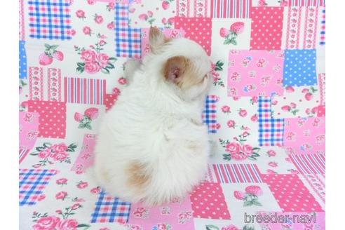 成約済の千葉県のパピヨン-146729の2枚目