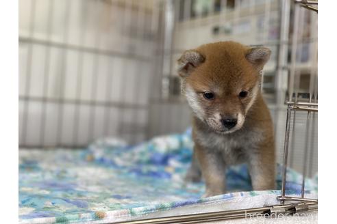 成約済の岡山県の柴犬-146730の5枚目