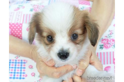 成約済の千葉県のパピヨン-144899の1枚目