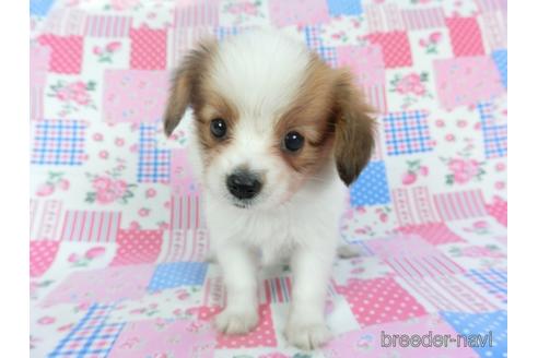 成約済の千葉県のパピヨン-144899の4枚目