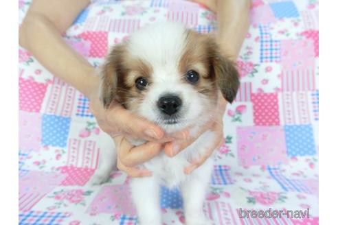 成約済の千葉県のパピヨン-144899の3枚目