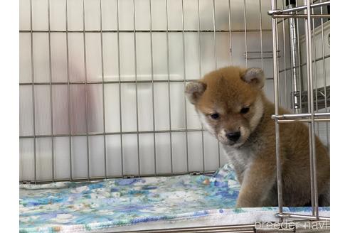 成約済の岡山県の柴犬-146730の4枚目