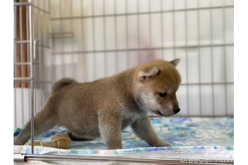 成約済の岡山県の柴犬-146730の3枚目