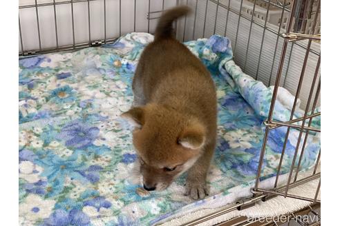 成約済の岡山県の柴犬-146730の2枚目