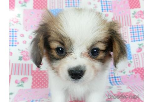 成約済の千葉県のパピヨン-144900の1枚目