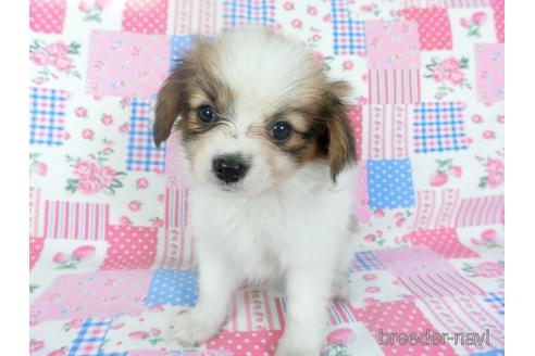 成約済の千葉県のパピヨン-144900の4枚目