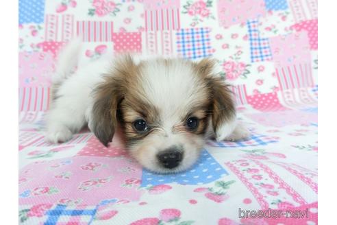 成約済の千葉県のパピヨン-144900の3枚目