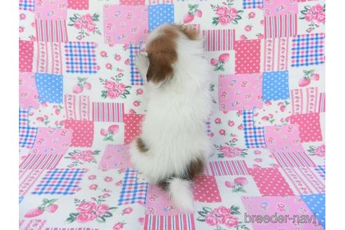 成約済の千葉県のパピヨン-144900の2枚目