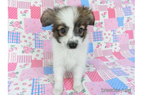 成約済の千葉県のパピヨン-144901の4枚目