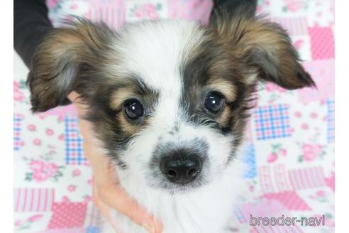 成約済の千葉県のパピヨン-144901