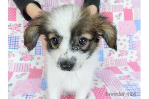 成約済の千葉県のパピヨン-144901の3枚目