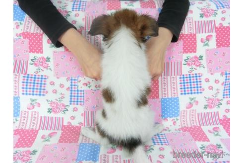 成約済の千葉県のパピヨン-144901の2枚目