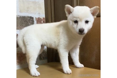 成約済の茨城県の豆柴-146740の3枚目